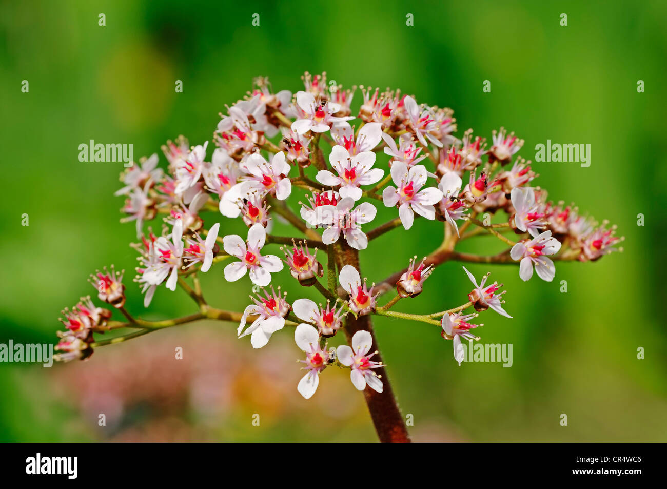 Indian rhubarb, or Umbrella plant (Darmera peltata, Peltiphyllum