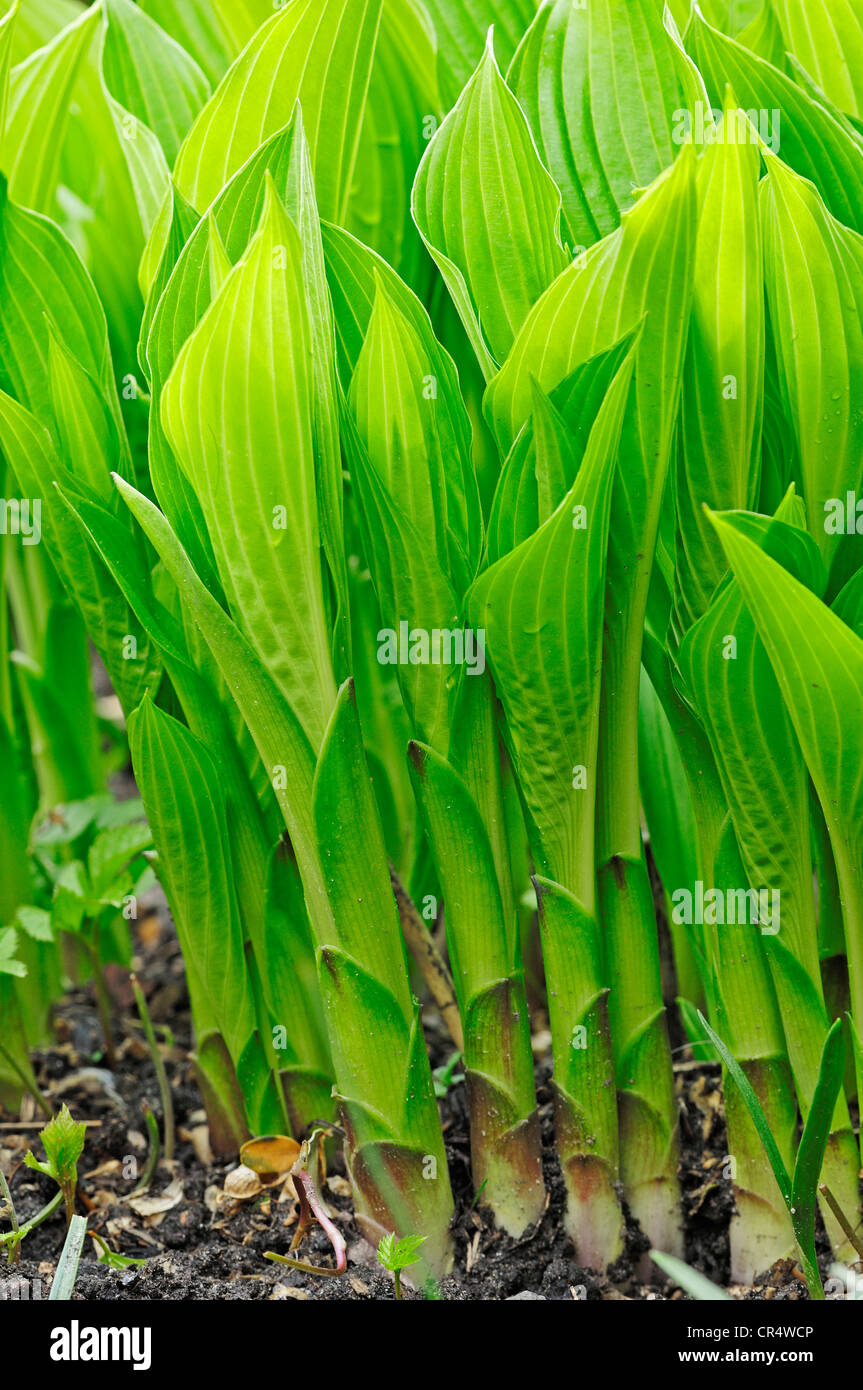 Day lily, Plantain lily (Hosta cultivar), leaves in spring Stock Photo