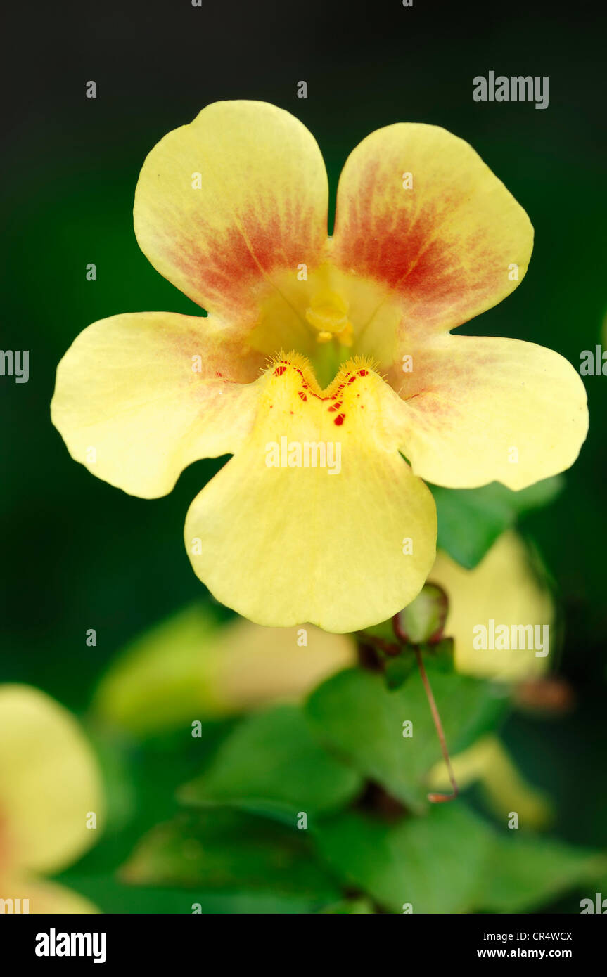 Yellow monkey-flower, Blood-drop emlets, Monkey musk (Mimulus luteus) Stock Photo