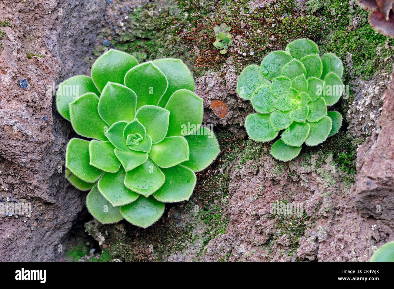 Aeonium tabuliforme, endemic to Tenerife, Canary Islands, Spain, Europe Stock Photo