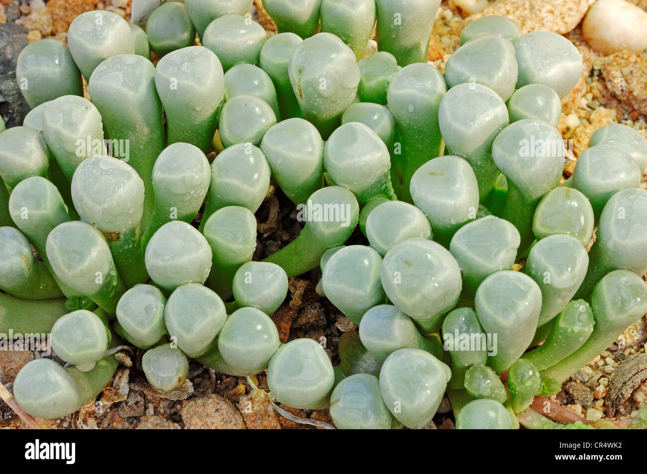 Babies toes or Window plant (Fenestraria rhopalophylla), native to Namibia and South Africa Stock Photo