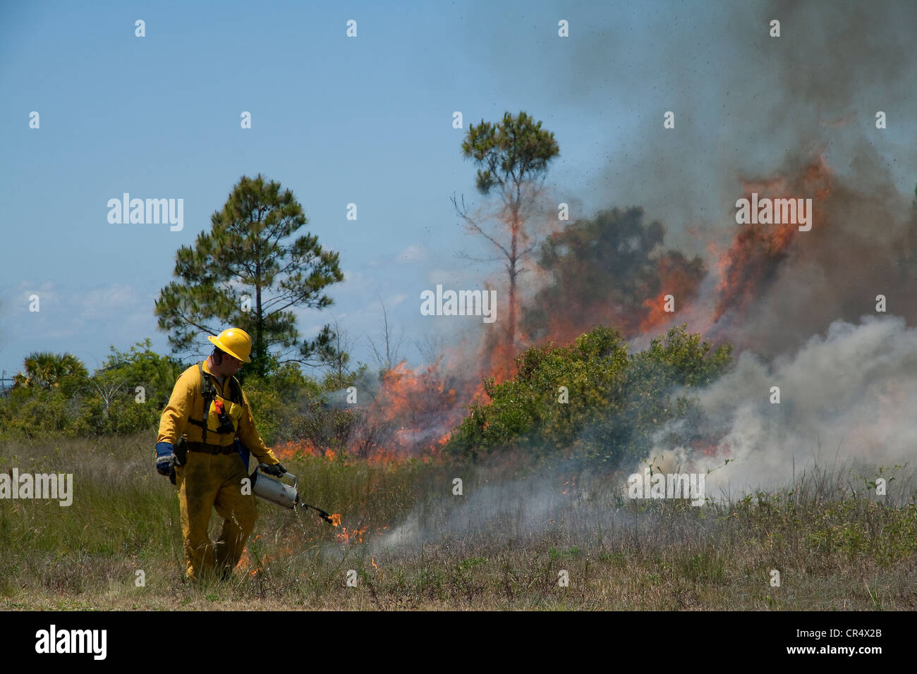 Forester lighting Slash Pine forest Pinus elliottii on fire, controlled burn, Florida USA Stock Photo