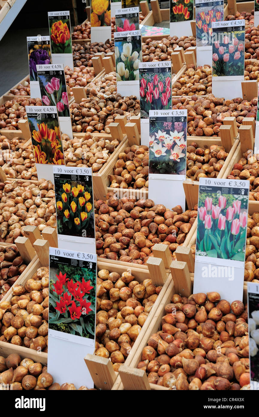 Netherlands, Amsterdam, bulbs on flower market of Singel canal Stock Photo