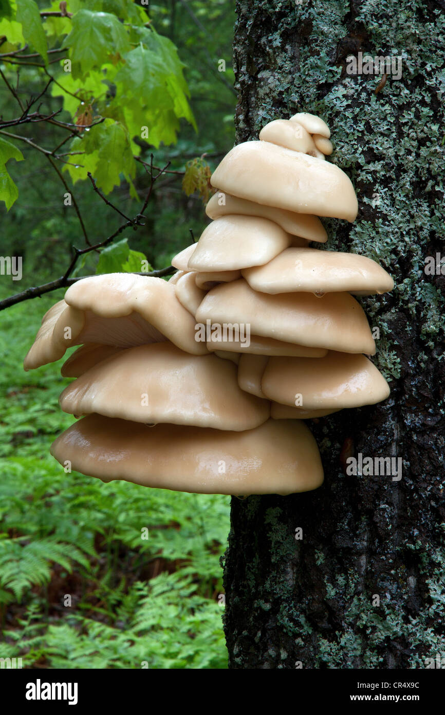 New Spring growth of Shelf Fungus on Tree, Northern Michigan USA Stock Photo