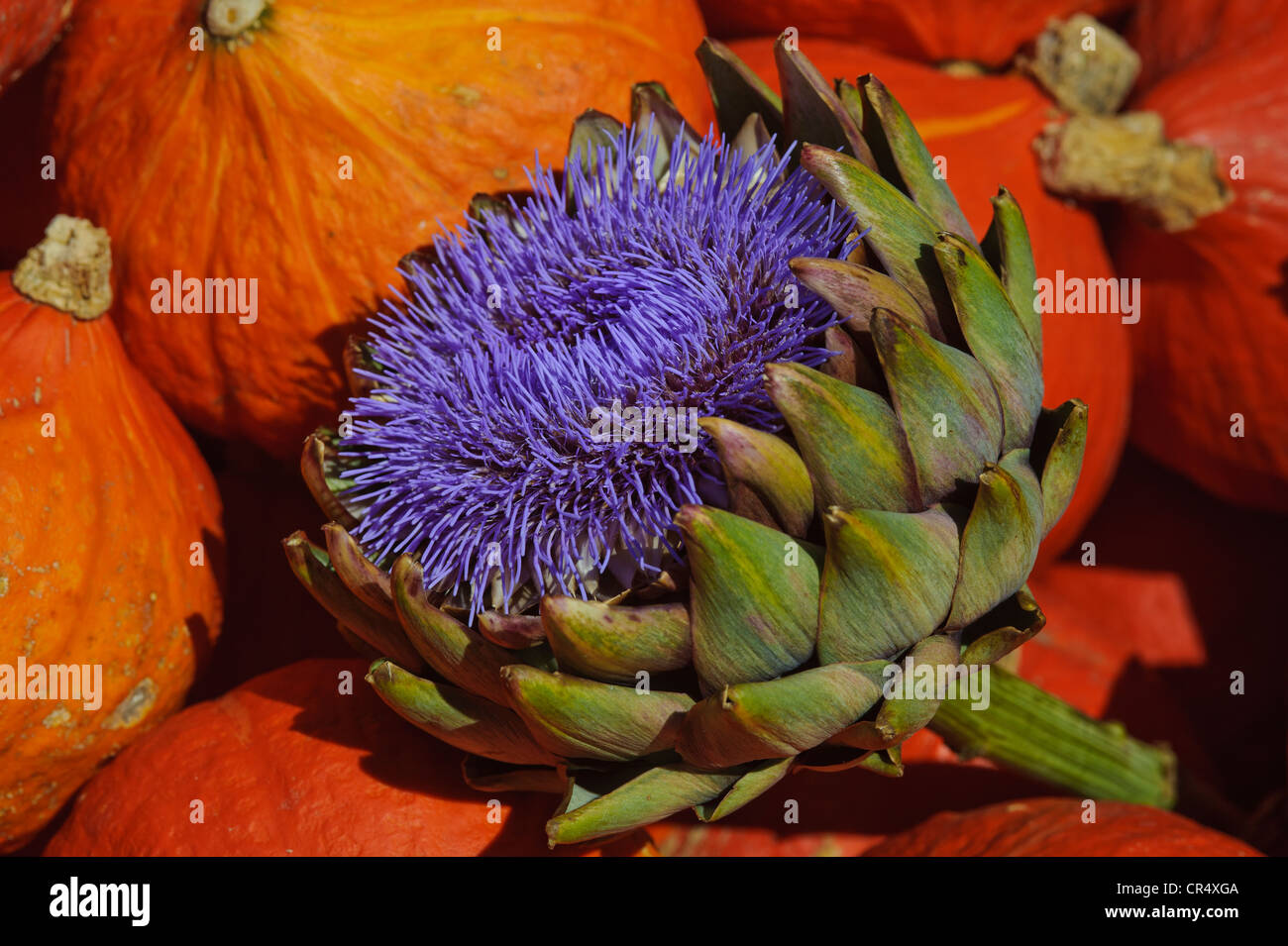 Artichoke (Cynara cardunculus) flowers on pumpkins Stock Photo