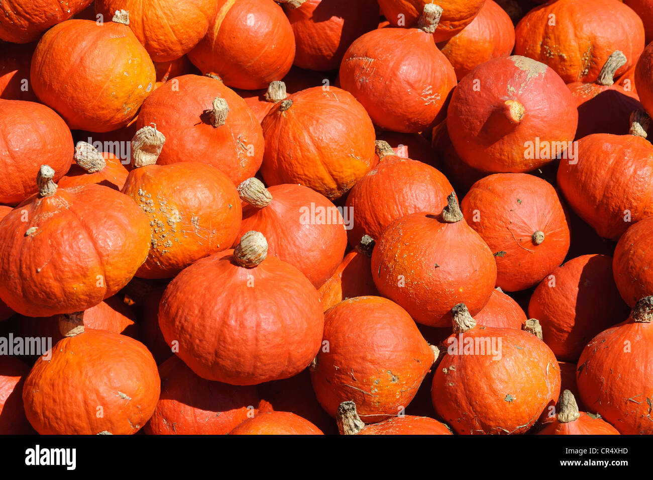 Hokkaido Pumpkins (Cucurbita maxima) Stock Photo