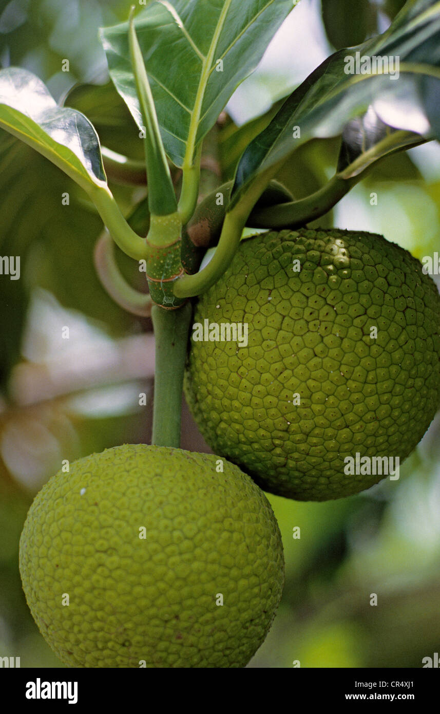 France, Guadeloupe (French West Indies), breadfruit (Artocarpus altilis