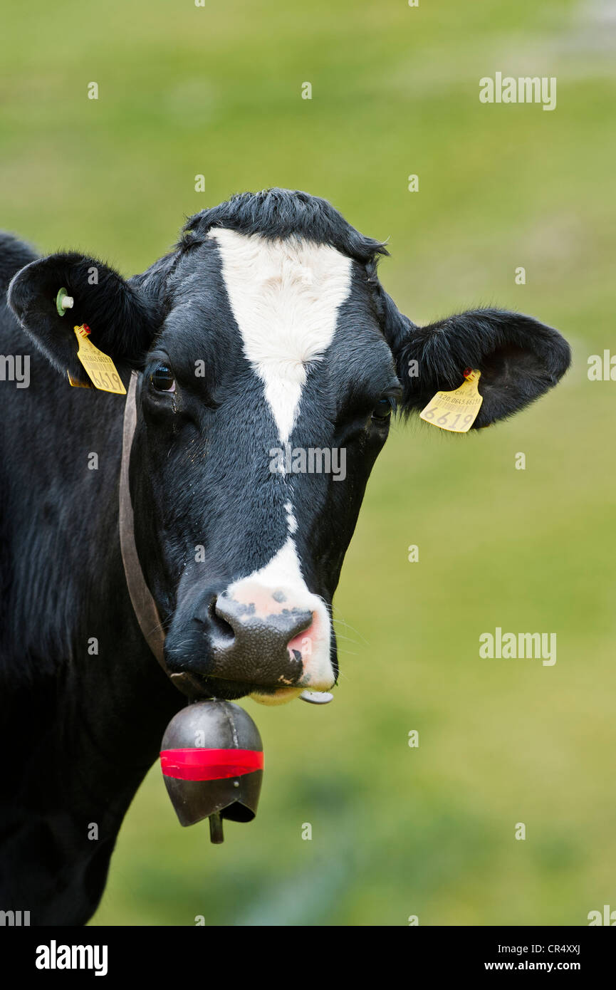 Cow wearing a cow bell, portrait, alp, Averstal valley, canton of