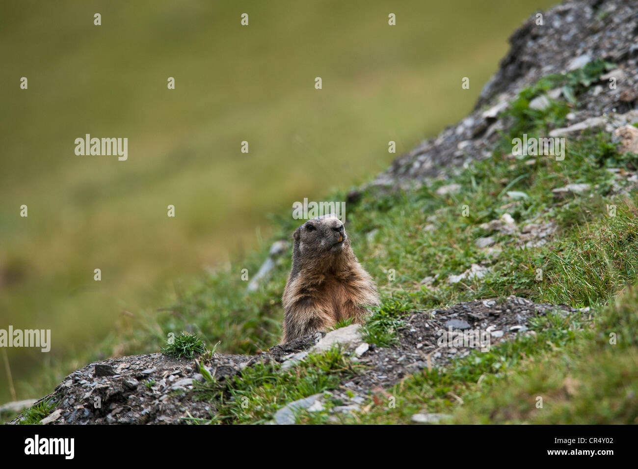 Alpine marmot (Marmota marmota) sitting next to its burrow, Averstal valley, canton of Grisons, Switzerland, Europe Stock Photo