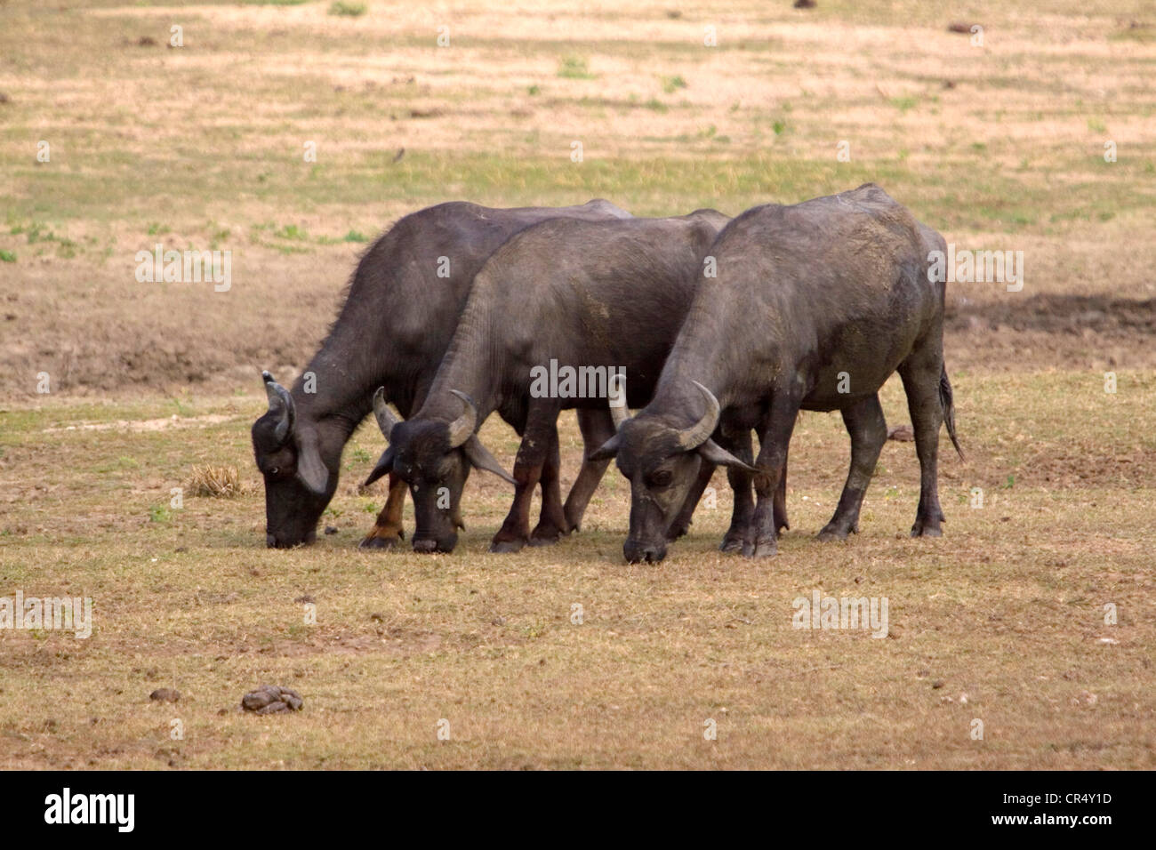 Asiatic wild buffaloes (bubalis bubalis), Yala West (Ruhuna) National Park, Sri Lanka Stock Photo