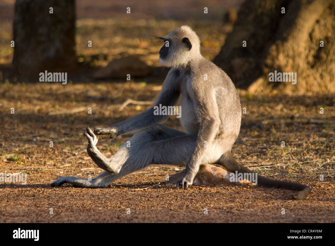 Grey langur monkey (semnopithecus priam thersites), Yala West (Ruhuna) National Park, Sri Lanka Stock Photo
