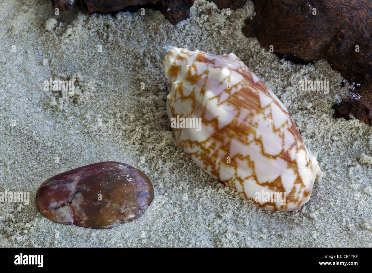 Seashell and stone Stock Photo - Alamy