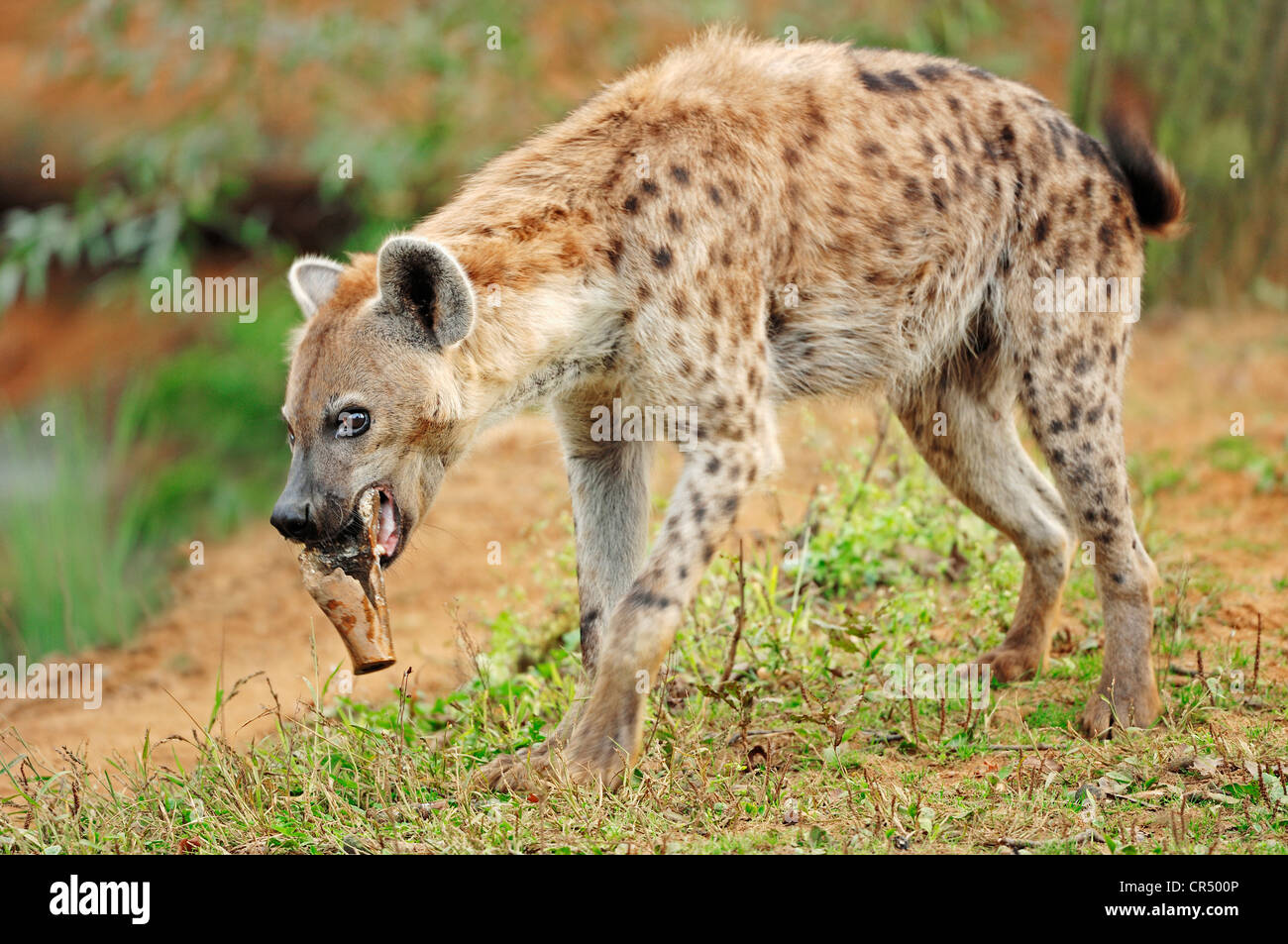Spotted Hyaena or Laughing Hyena (Crocuta crocuta), native of Africa, in captivity, Czech Republic, Europe Stock Photo