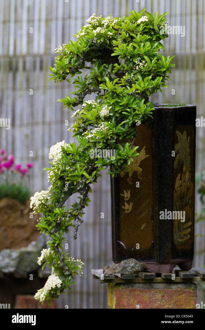 Bonsai Pyracantha High Resolution Stock Photography And Images Alamy