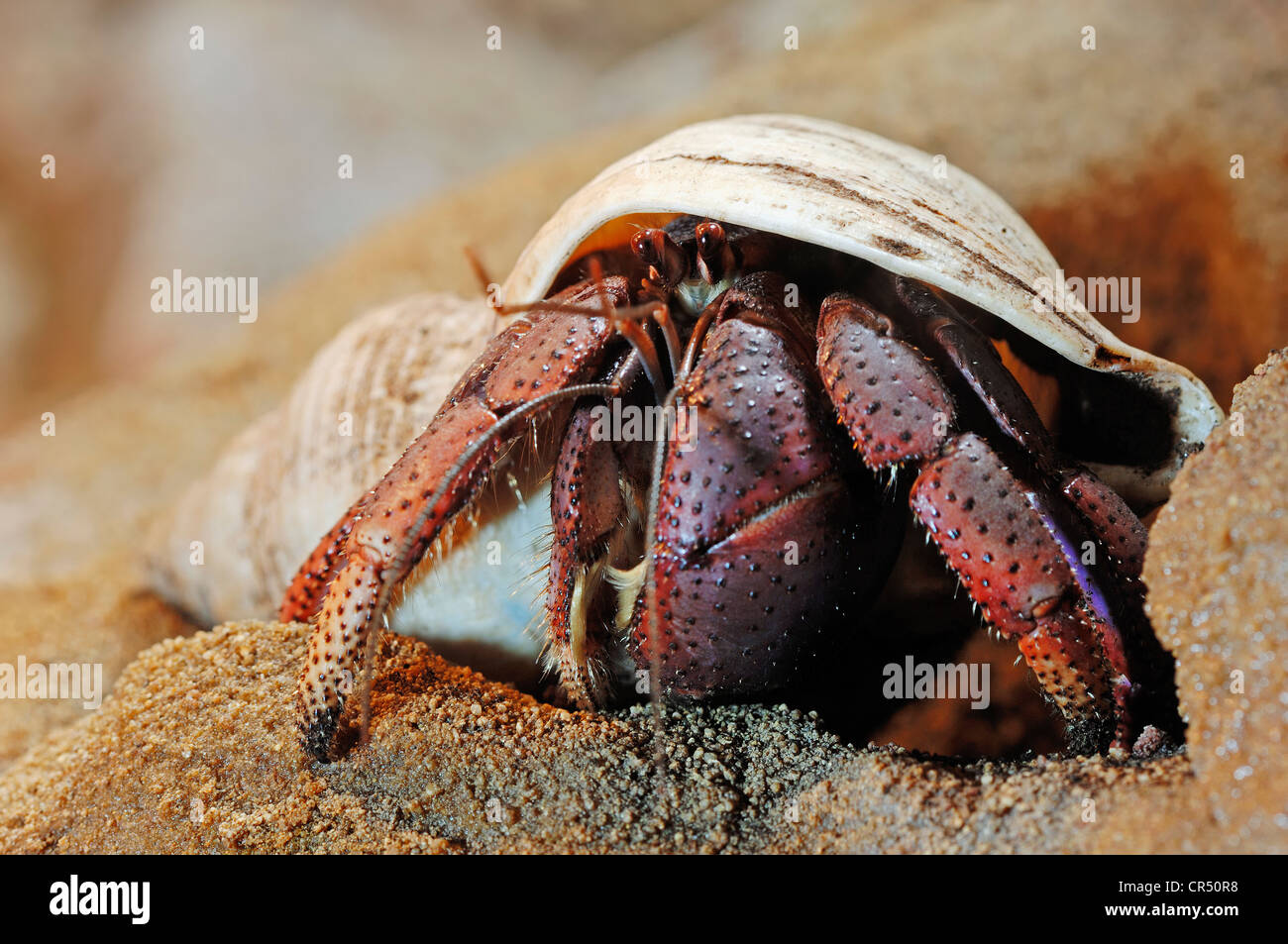 Land crab photos hi-res stock photography and images - Alamy