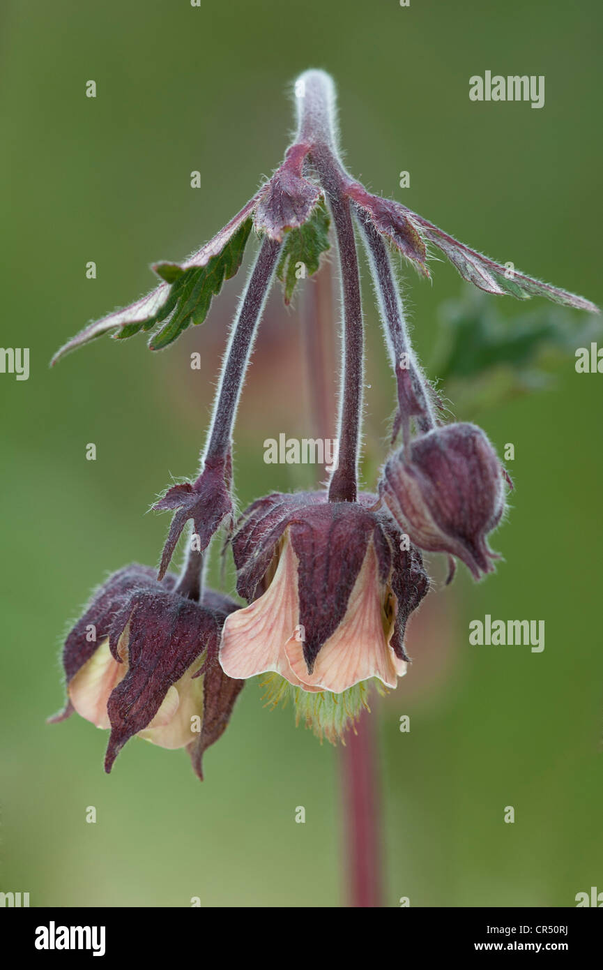 Water avens (Geum rivale) close-up of nodding, bell-shaped flowers Ribblehead Quarry Ingleborough National Nature Reserve UK Stock Photo
