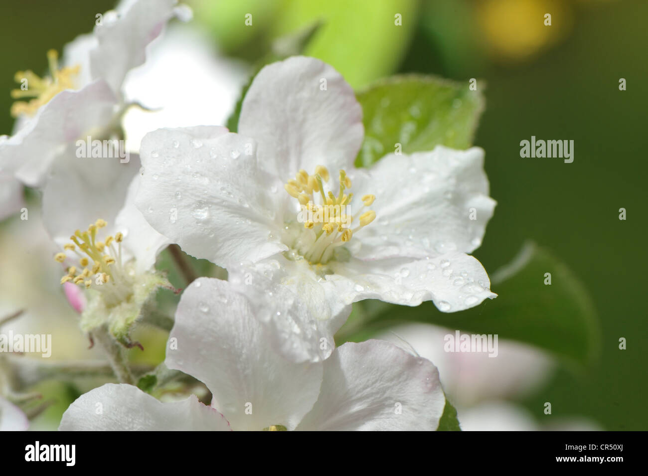 Flowers of a wild pear (Pyrus pyraster) Stock Photo