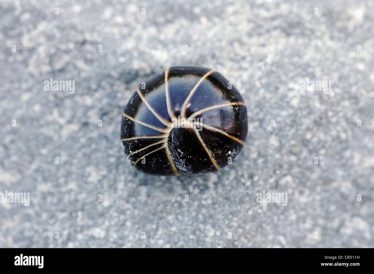 Pill Millipede (Glomeris spec.), curled up in defence, North Rhine-Westphalia, Germany Stock Photo