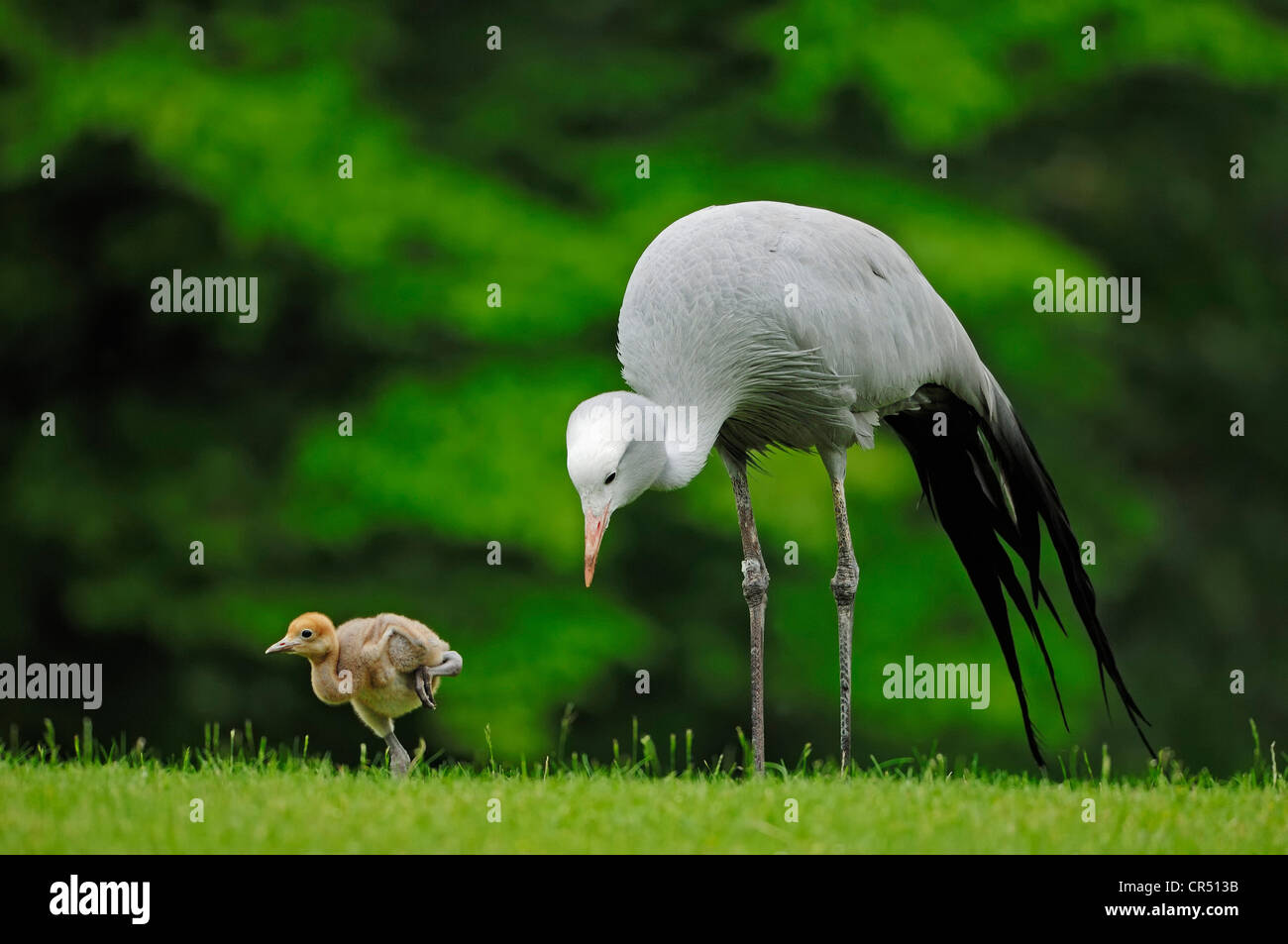 Blue Crane, Stanley Crane or Paradise Crane (Anthropoides paradisea