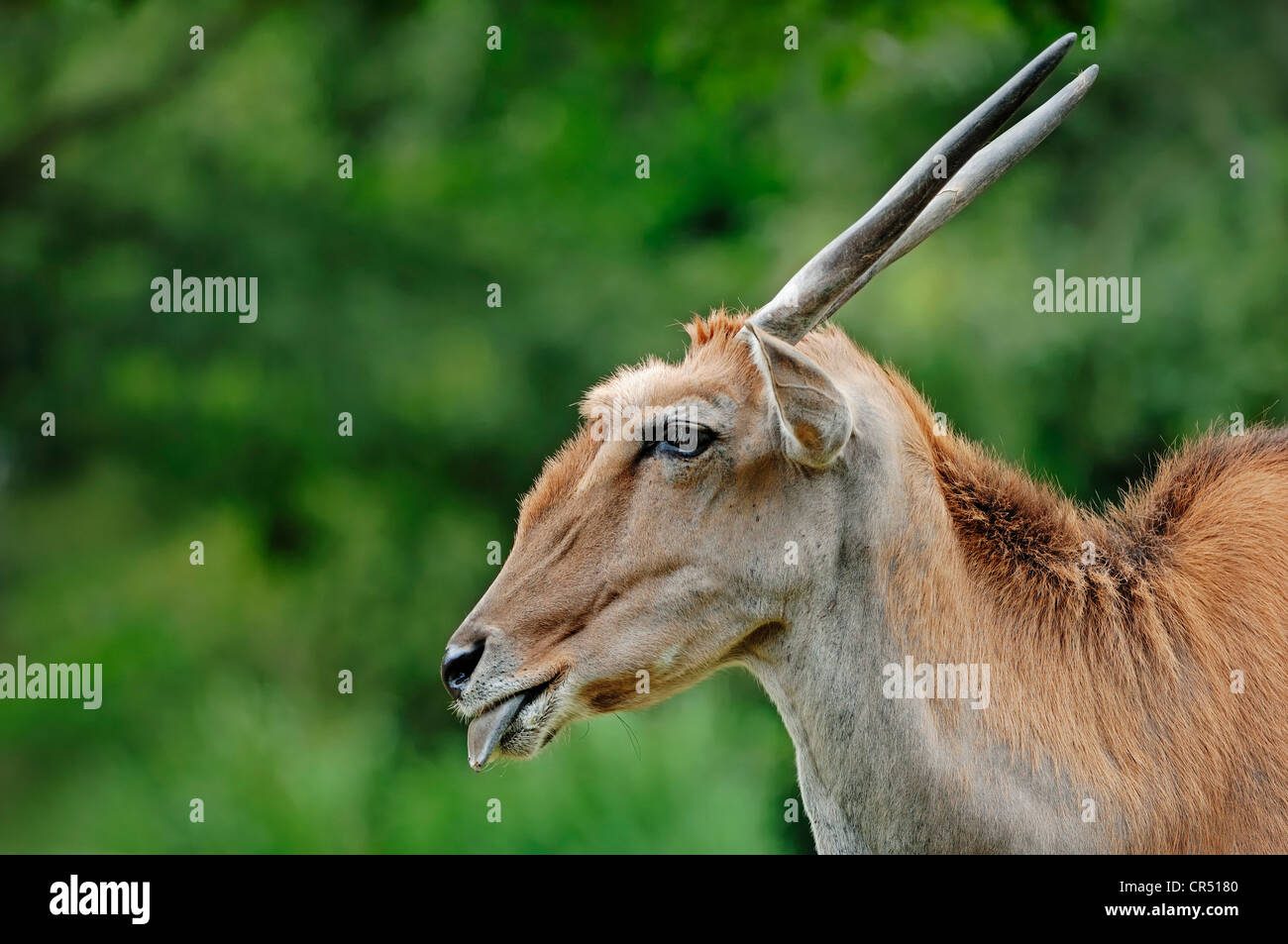Common Eland (Taurotragus oryx), male, sticking out tongue, portrait, African species, captive, Czech Republic, Europe Stock Photo