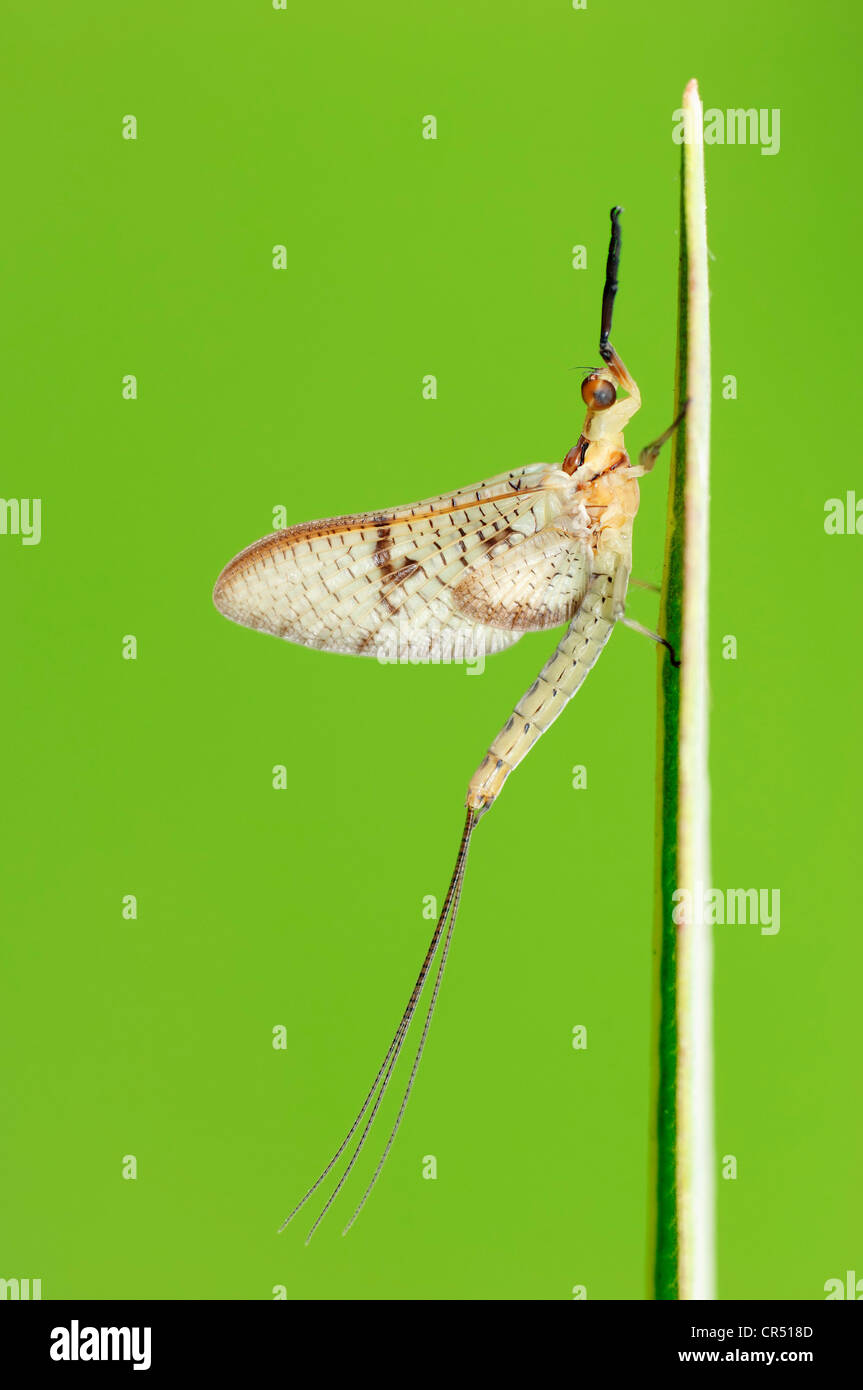 Mayfly (Ephemera glaucops), North Rhine-Westphalia, Germany, Europe Stock Photo