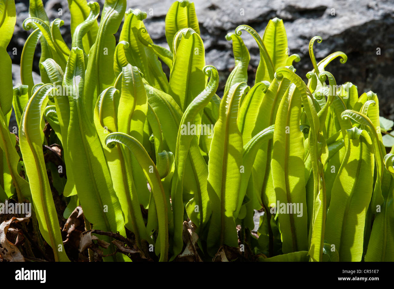 Hart’s-tongue fern (Asplenium scolopendrium = Phyllitis scolopendrium) grows in grike (crevice) limestone pavement England Stock Photo