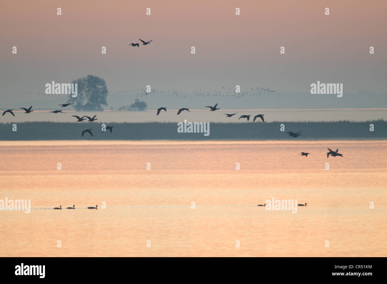 Wild geese on Bodden lagoon, Bresewitz, Mecklenburg-Western Pomerania, Germany, Europe Stock Photo
