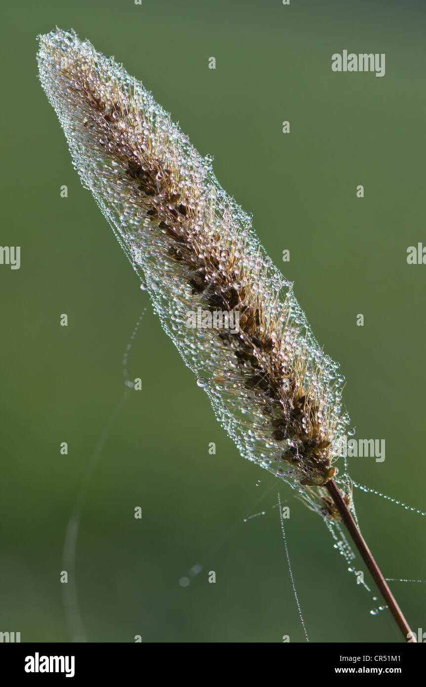Grass with pollen and spider webs, Haren, Emsland region, Lower Saxony, Germany, Europe Stock Photo