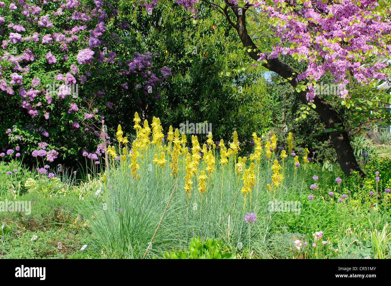 King's Spear (Asphodeline lutea), Berggarten, alpine garden, Hannover, Hanover, Lower Saxony, Germany, Europe Stock Photo