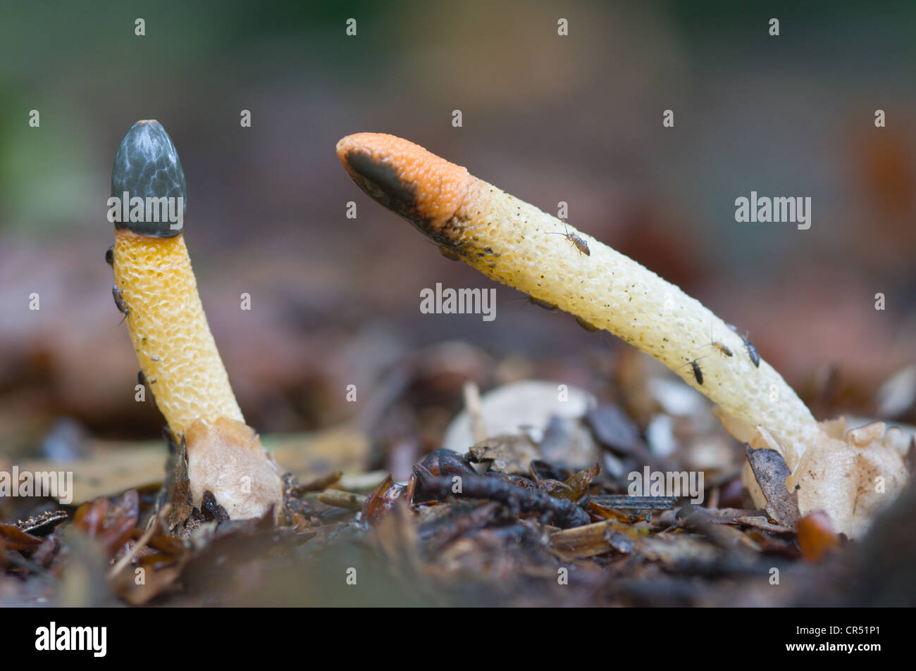 Dog Stinkhorn (Mutinus caninus) fungus, Tinner Loh, Haren, Emsland, Lower Saxony, Germany, Europe Stock Photo
