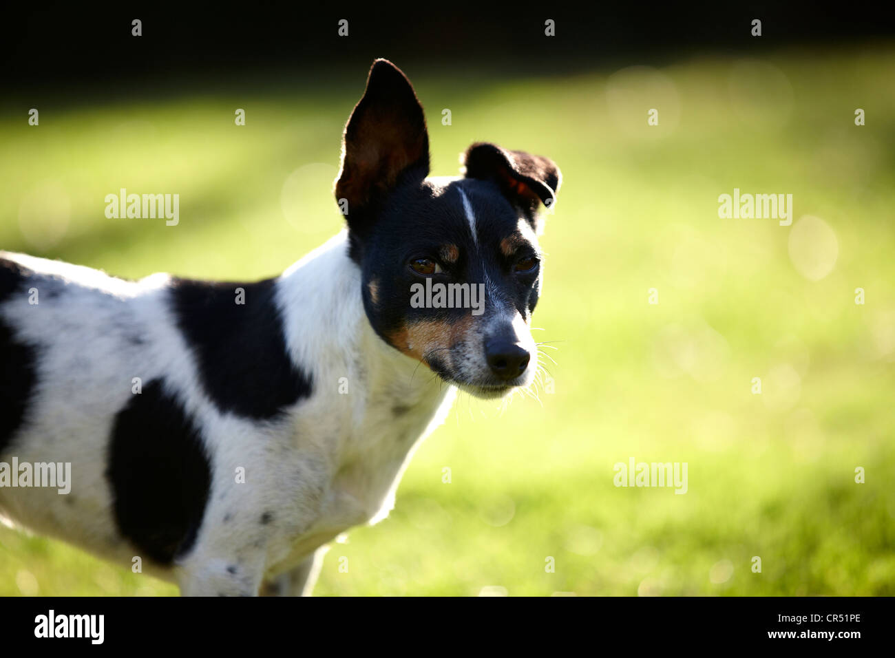 Jack russell cheap terrier rat hunting