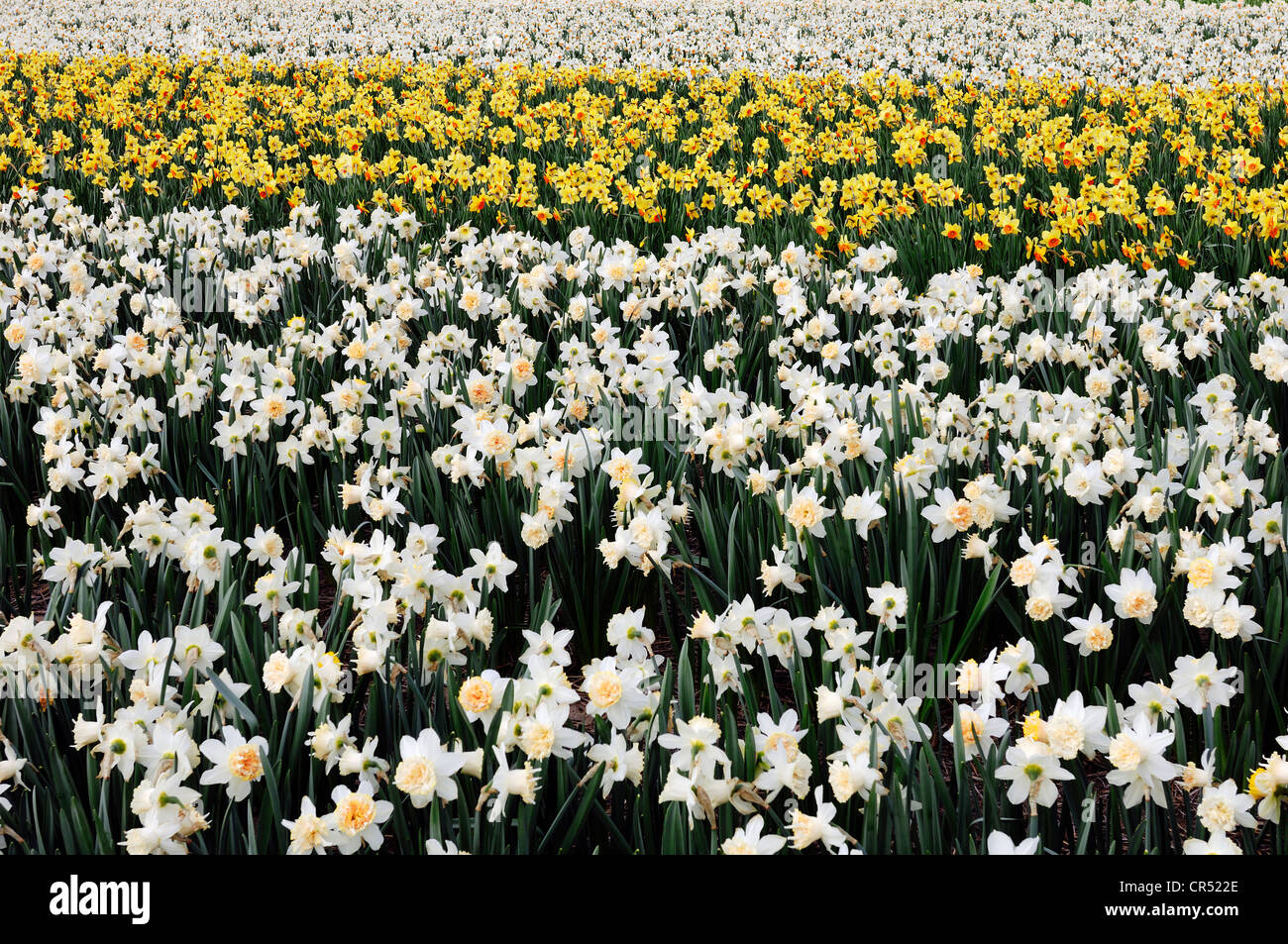Field of Daffodils (Narcissus sp.), Lisse, South Holland, Holland, Netherlands, Europe Stock Photo