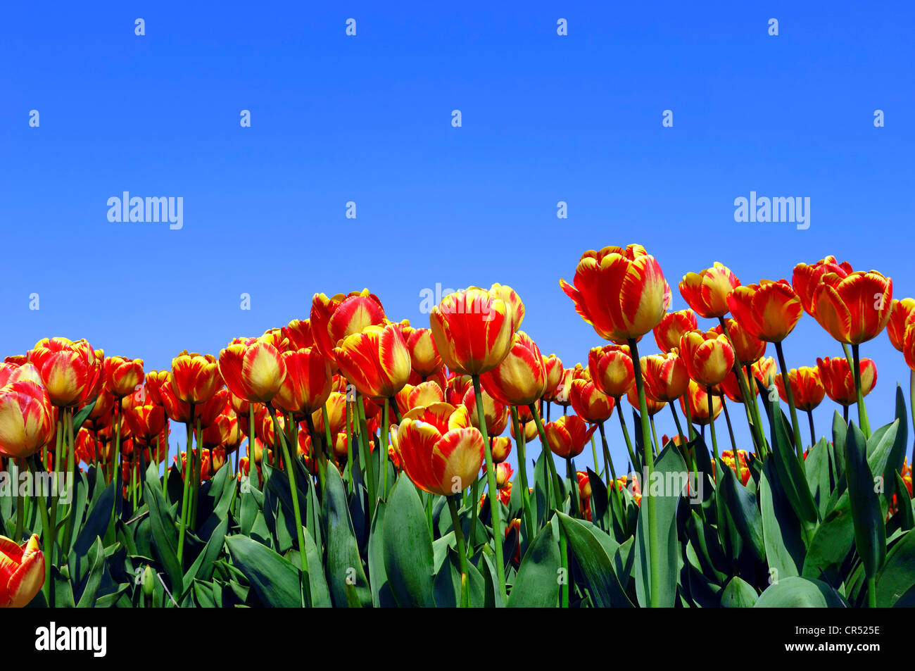 Flora holland hi-res stock photography and images - Alamy