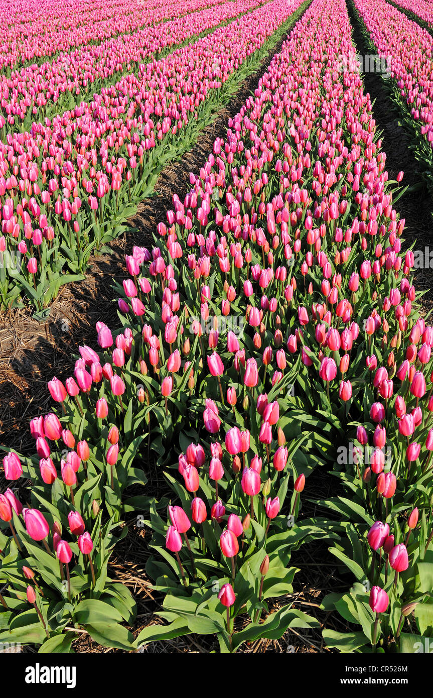 Field of Tulips (Tulipa sp.), near Lisse, South Holland, Holland, Netherlands, Europe Stock Photo