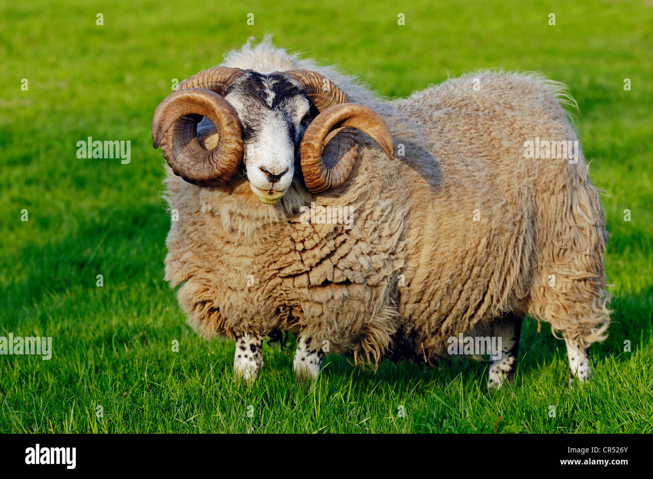 Scottish Blackface Sheep, male, domestic sheep Stock Photo Alamy