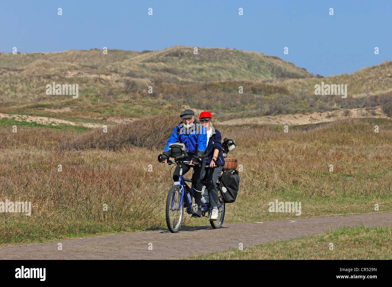 Couple riding a tandem bicycle with a miniature schnauzer in a basket, Castricum, North Holland