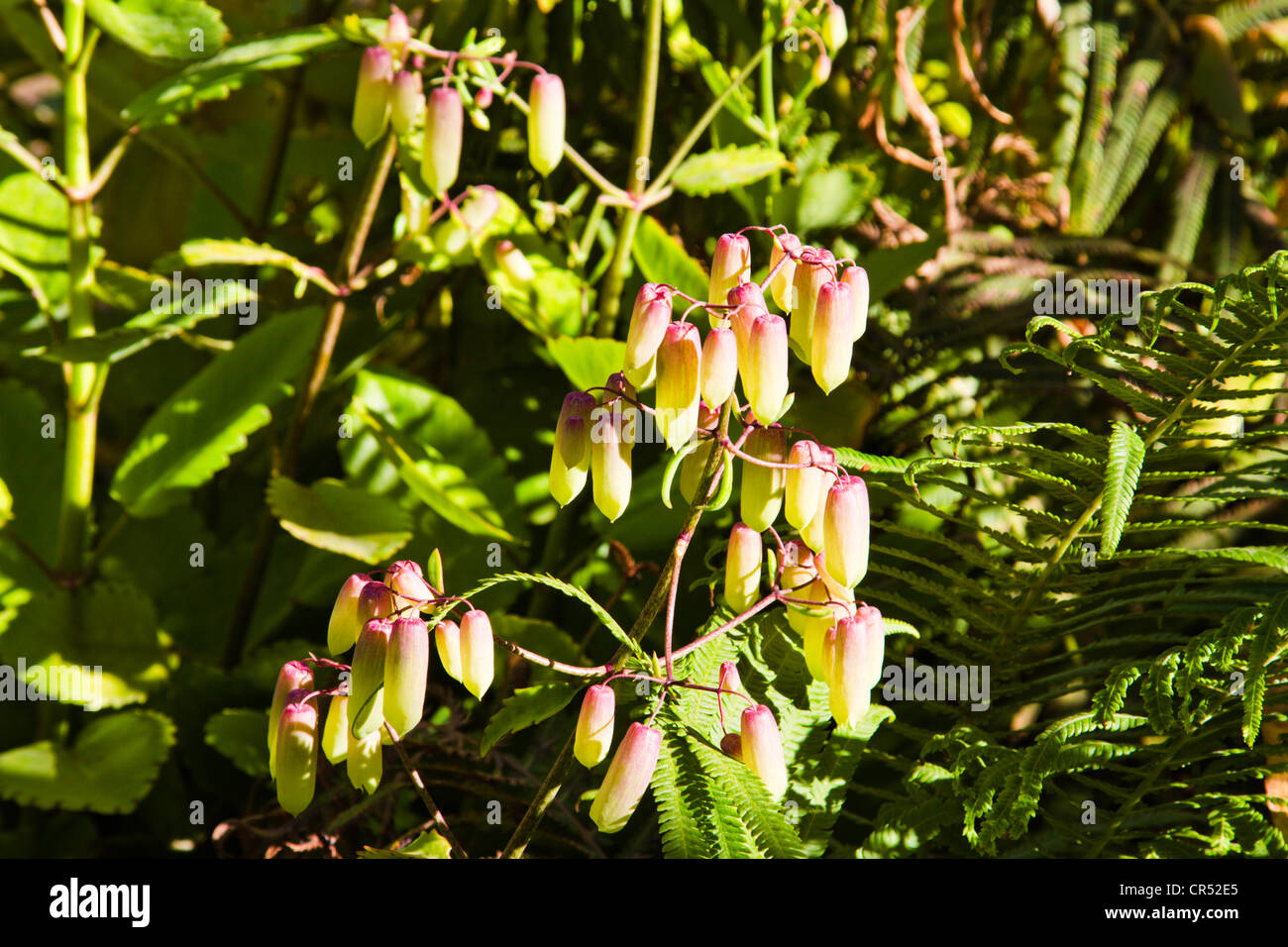Kalanchoe pinnata blossoms Stock Photo