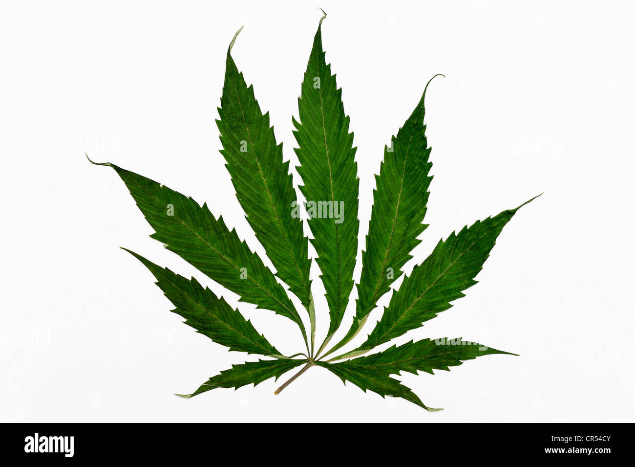 Cannabis leaf (Cannabis sativa), marijuana Stock Photo