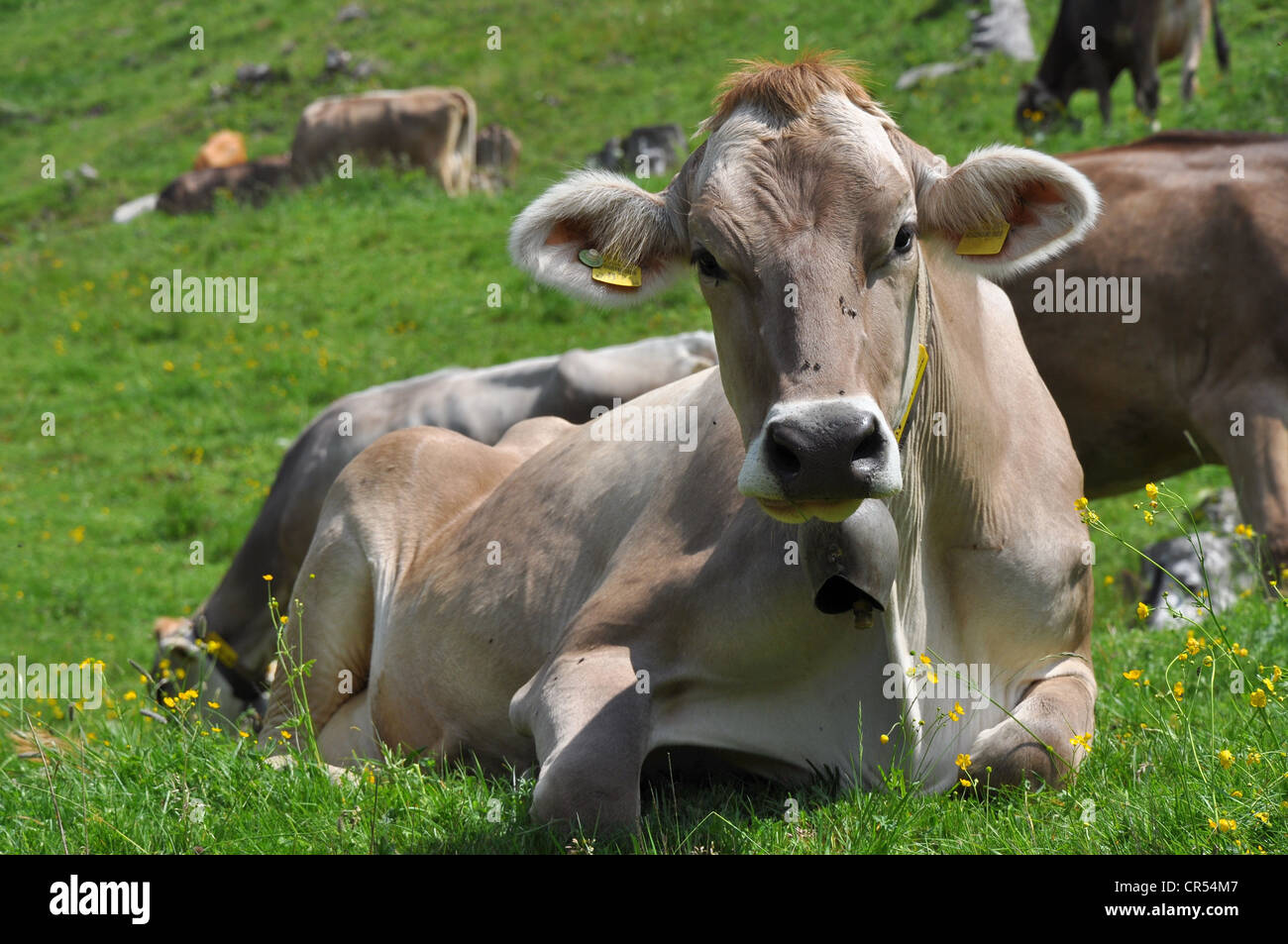 portrait of a cow pasturing free on swiss alpine meadows Stock Photo ...