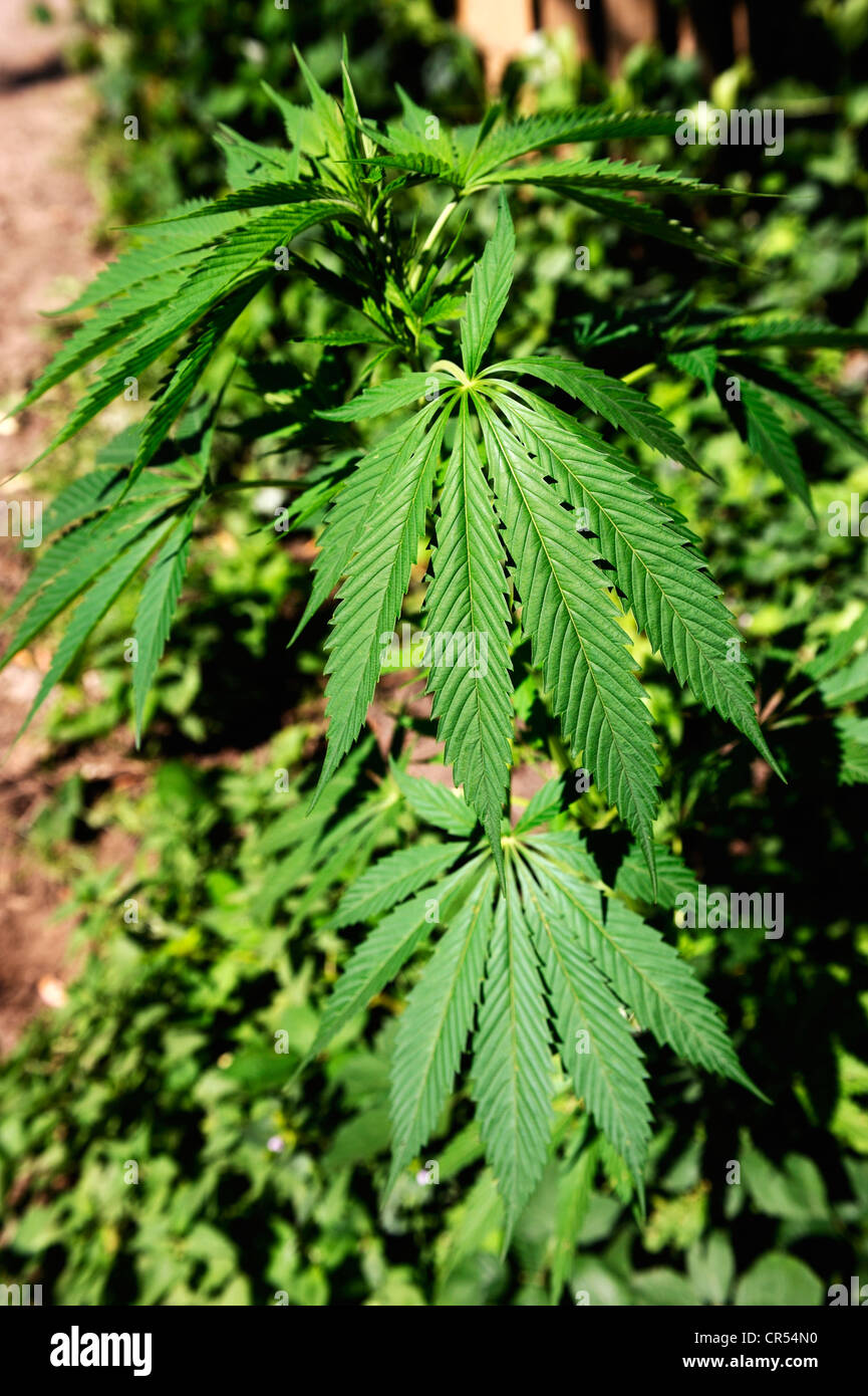 Cannabis plant (Cannabis sativa) Stock Photo