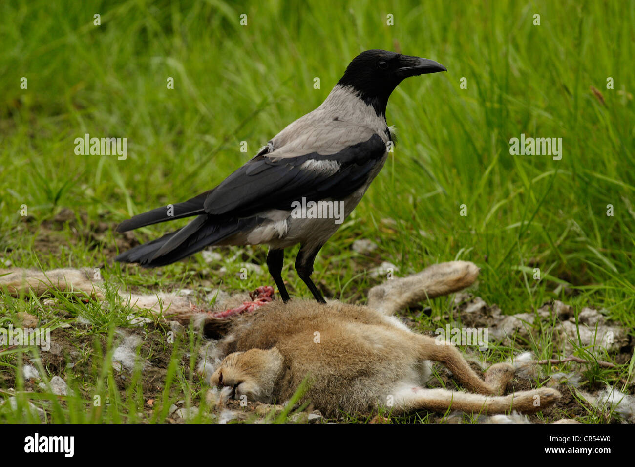 Hooded crow scavenging a Buzzards kill Stock Photo Alamy