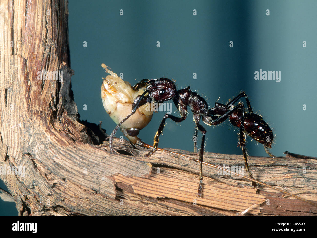 Bullet Ant, Paraponera clavata, carried katydid head back to nest at