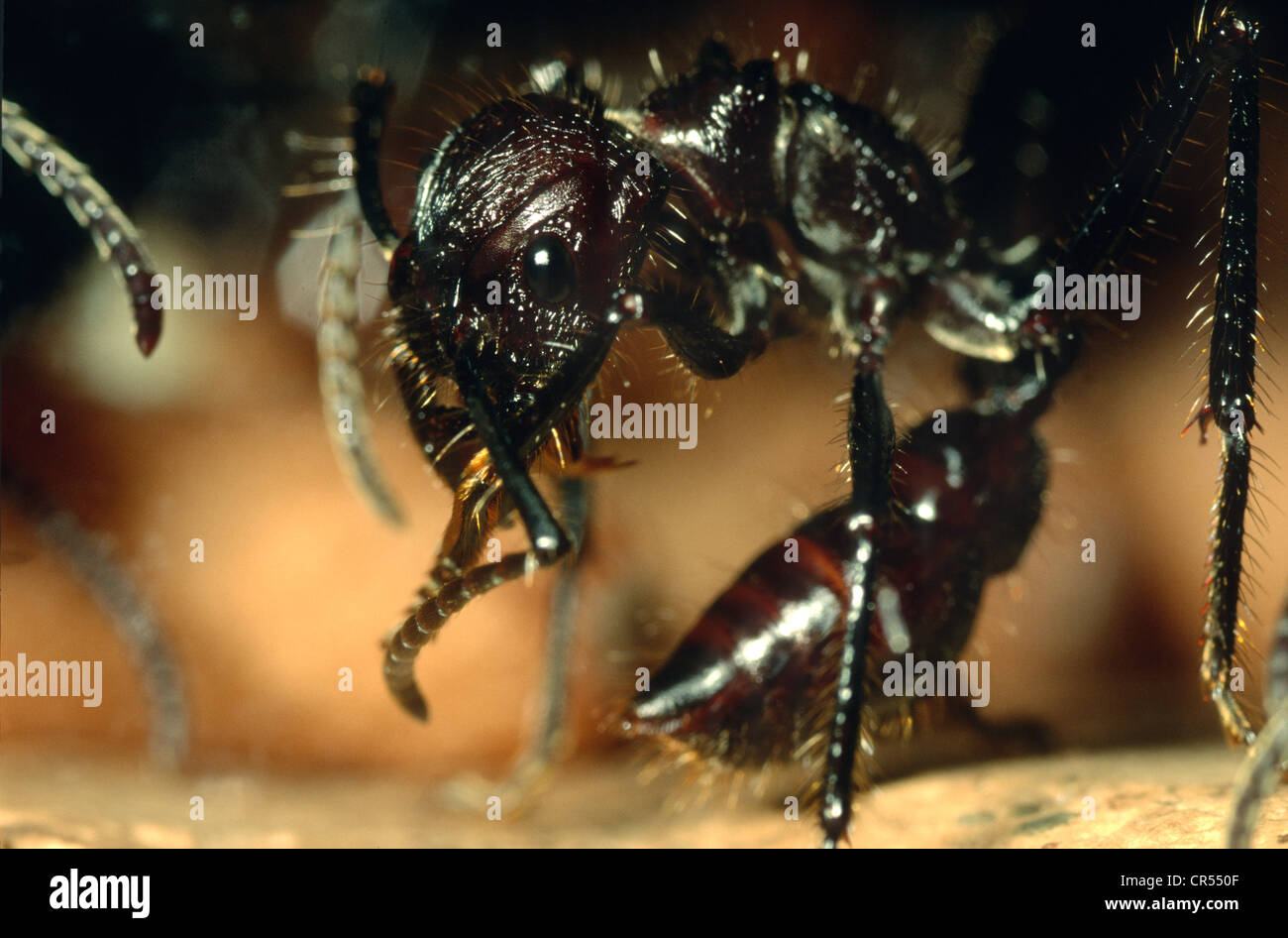 Bullet Ant, Paraponera clavata, grooming itself at the Amazon rainforest at Explorama Lodge, in Iquitos, Peru Stock Photo