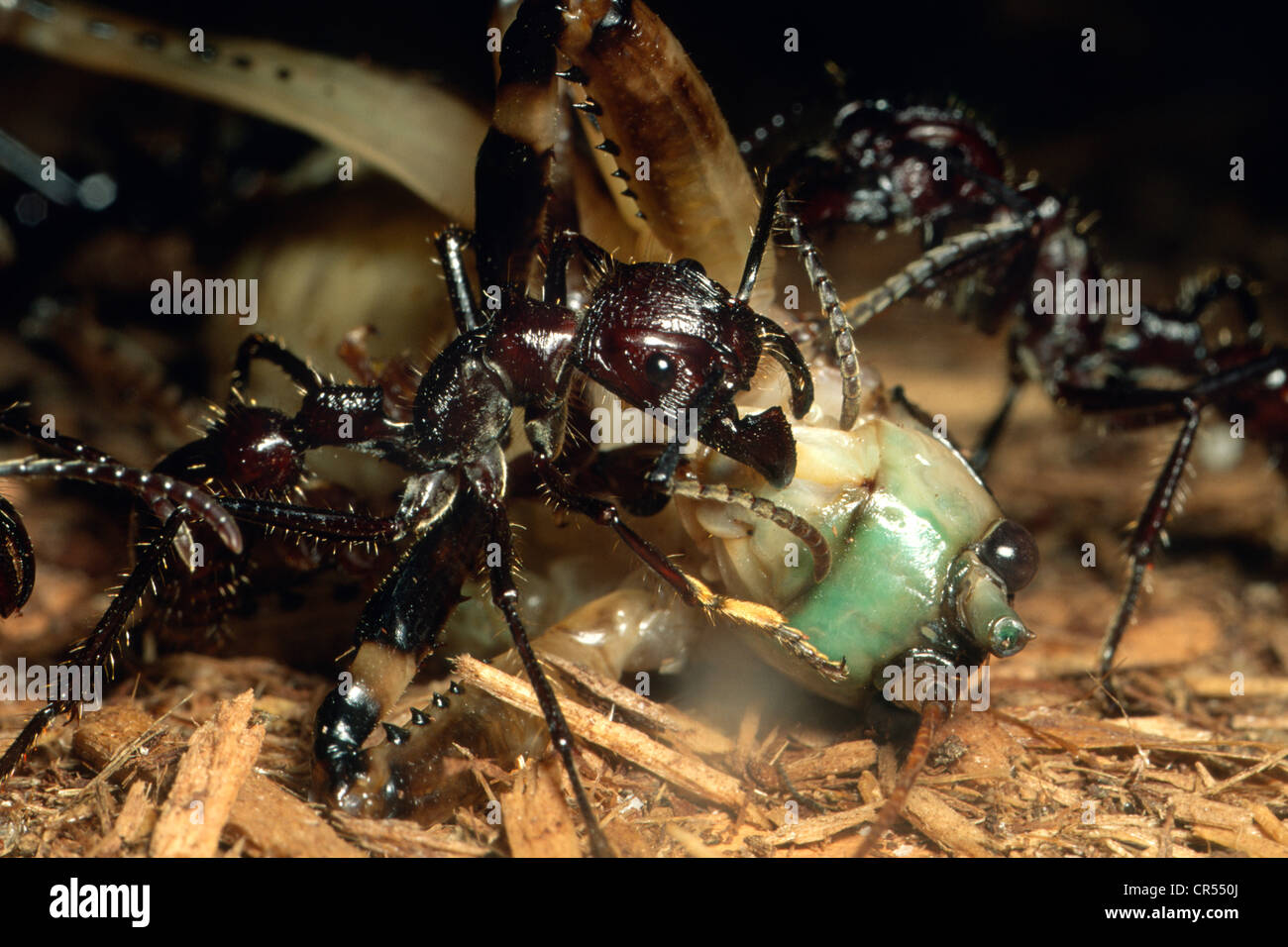 Bullet Ant, Paraponera clavata, carving up a katydid to take back to nest at the Cincinatti Zoo. Will feed to larvae. Stock Photo