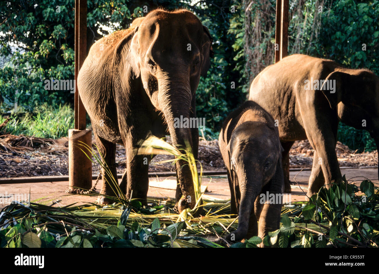 Indian Elephants at the Pinawella Orphanage Sri Lanka Stock Photo