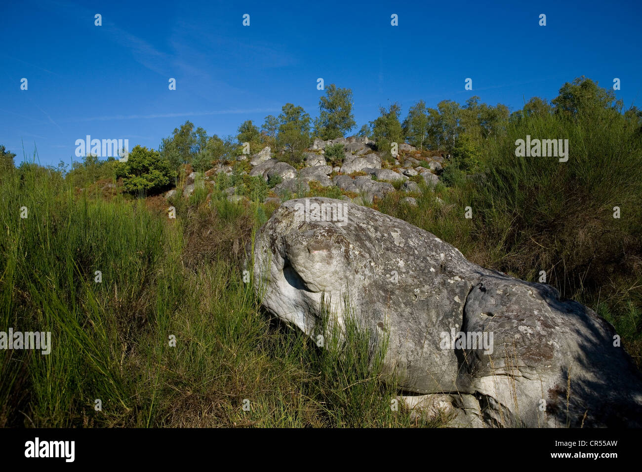 France, Seine et Marne, Fontainebleau Forest, Gorges d'Apremont area, the rocky place called l'eboulis, La Tortue rock Stock Photo
