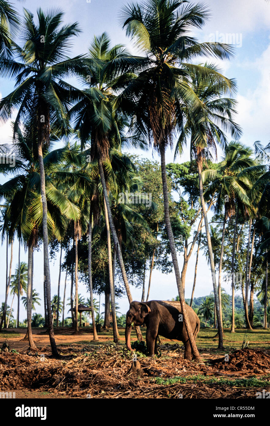 Indian Elephant at the Pinawella Orphanage Sri Lanka Stock Photo