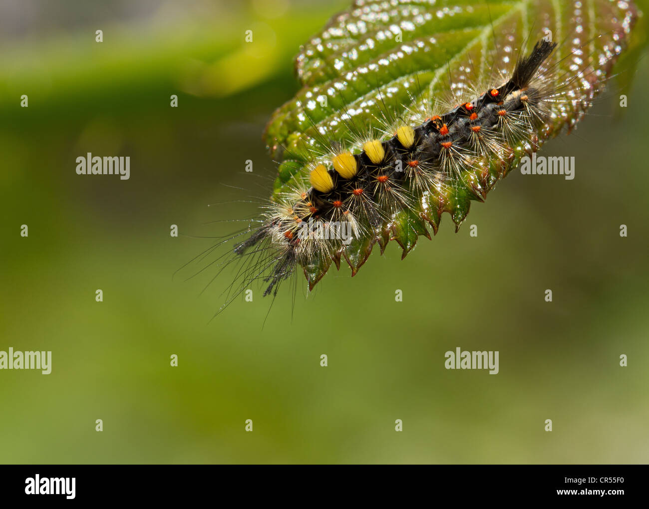 Macro shot of Vapourer Moth Caterpillar Stock Photo