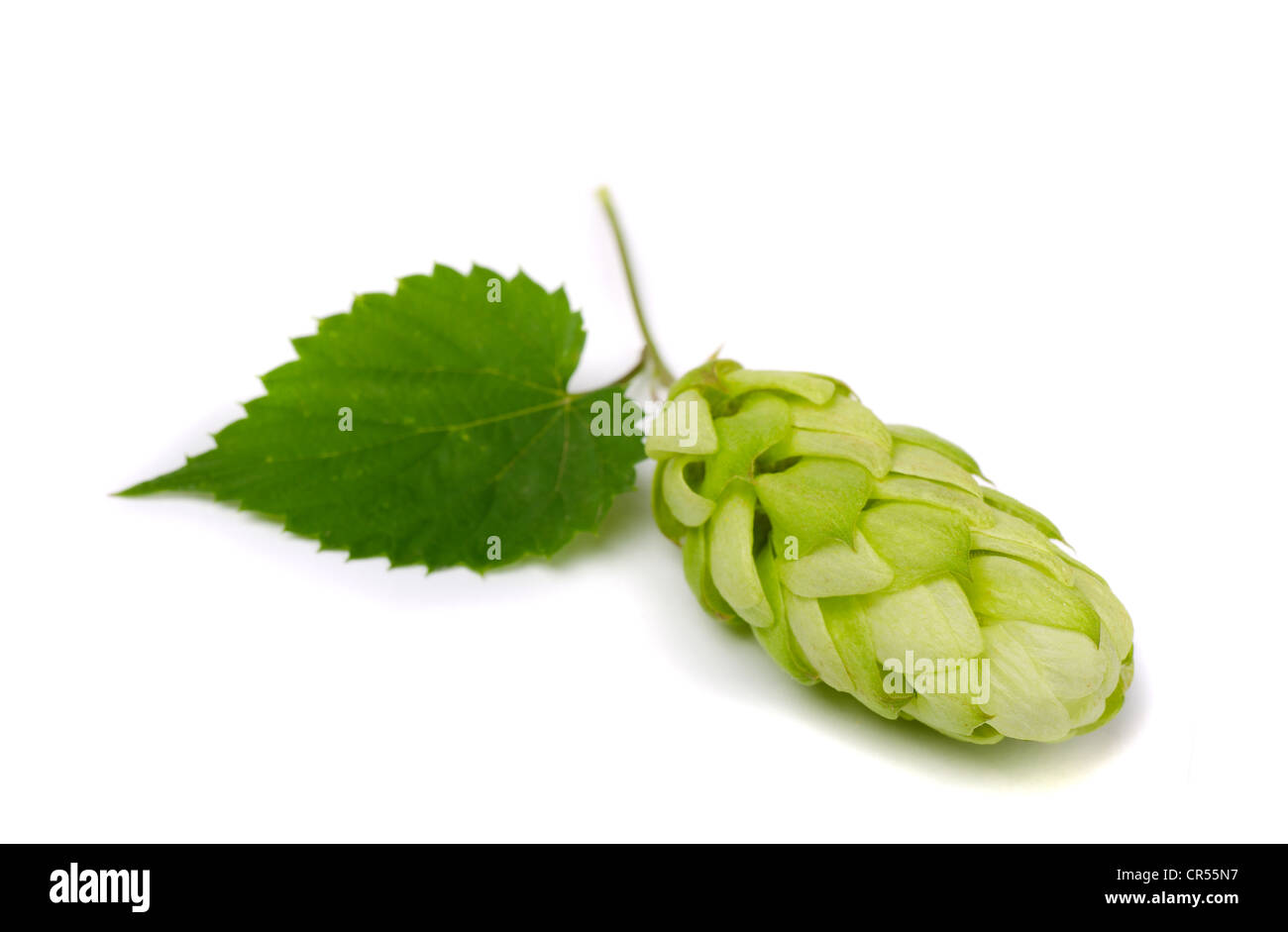 Ripe hop cone (Humulus lupulus) isolated on white Stock Photo