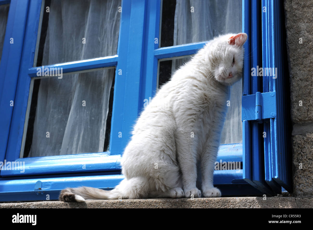 White cat on window ledge in French village Stock Photo Alamy